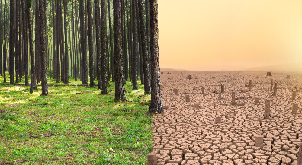 deforestasi merupakan salah satu masalah lingkungan hidup yang sangat serius