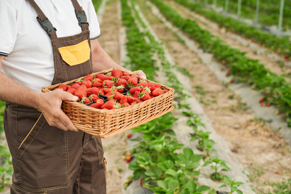 salah satu tempat wisata gratis yang bisa memetik buah strawberry segar dari kebunnya ada di Puncak Pass Farm